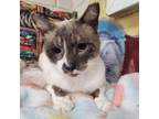 Adopt Gato a Siamese