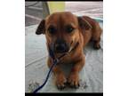 Adopt Oz a Chiweenie