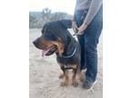 Adopt Morgan a Rottweiler