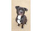 Adopt Benji a Boxer, Pit Bull Terrier