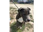 Adopt Bruce a Pit Bull Terrier