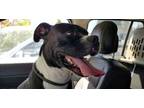 Adopt Kobi a Pit Bull Terrier, Boxer