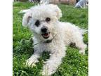 Adopt Junie a Bichon Frise