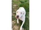 Adopt Lokie a American Staffordshire Terrier, Mixed Breed