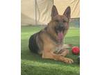 Adopt Chief a German Shepherd Dog