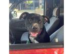 Adopt Cash a Hound, American Staffordshire Terrier