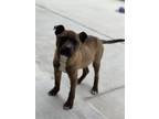 Adopt Cadbury a Shepherd, Boxer