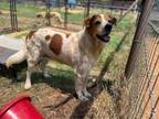 Adopt Charlie a Cattle Dog