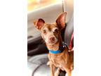 Adopt Terrance III a Mixed Breed