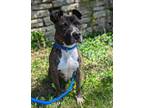 Adopt Fred Astaire a Mixed Breed