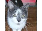 Adopt Murphy a Domestic Short Hair