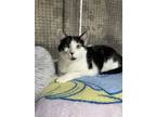 Adopt Chase a Domestic Short Hair