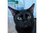 Adopt Hunter a Domestic Short Hair