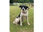 Adopt Twister a Border Collie