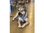 Adopt Chinook a Shar-Pei, German Shepherd Dog