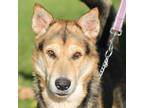 Adopt Otis a German Shepherd Dog