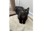 Adopt Hurkle a Domestic Short Hair