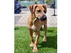 Adopt Nicholas-Adoption Fee Grant Eligible! a Black Mouth Cur, Plott Hound