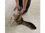 Adopt Cinnamon a Domestic Long Hair