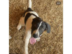 Adopt Scrappy a Beagle, Australian Cattle Dog / Blue Heeler