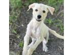 Adopt Cyrus a Labrador Retriever