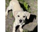 Adopt Duffy a Labrador Retriever