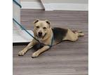 Adopt Thor a Shepherd, Shar-Pei