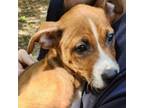 Adopt Rowan a Pit Bull Terrier, Jack Russell Terrier