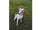 Adopt Spanky a Pit Bull Terrier
