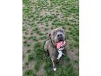 Adopt Blu - Loyal & Sweet Velvet Hunk a Cane Corso