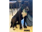 Adopt Fang a Labrador Retriever, Pit Bull Terrier