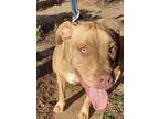 Adopt Hank a Pit Bull Terrier