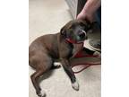 Adopt Kirby URGENT a Pit Bull Terrier