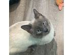 Adopt Rainn a Domestic Short Hair, Siamese