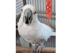 Adopt Blanco a Cockatoo