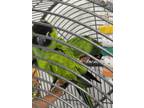 Adopt Moe and Larry a Conure