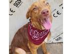 Adopt Benji-Baloo a Mountain Cur, Labrador Retriever