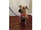 Adopt Lenny a American Staffordshire Terrier, Black Mouth Cur