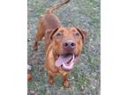 Adopt Darth a Vizsla, Redbone Coonhound