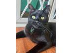 Adopt Biggie a American Shorthair