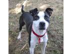 Adopt Rich a Pit Bull Terrier, American Staffordshire Terrier