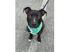 Adopt Harry Styles a American Staffordshire Terrier, Pit Bull Terrier
