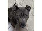 Adopt Hershey a Pit Bull Terrier, American Staffordshire Terrier