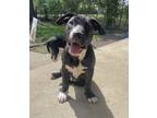 Adopt Lucas Till a American Staffordshire Terrier, Pit Bull Terrier