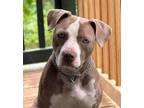 Adopt Change a Pit Bull Terrier, American Staffordshire Terrier