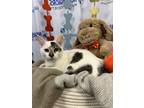 Adopt Cotton Ball a Domestic Short Hair