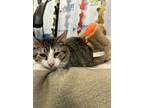 Adopt Q-Tip a Domestic Short Hair