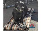 Adopt Goliath (bonded w/Baby) a Great Dane