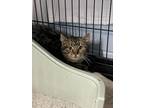 Adopt Irish a Domestic Short Hair