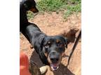 Adopt Shrek a Rottweiler